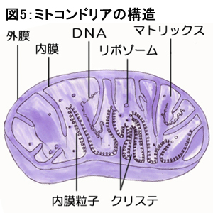 ミトコンドリアの構造