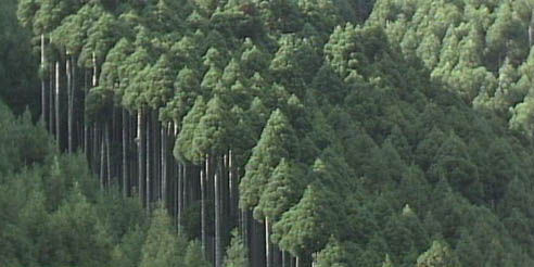 杉林