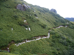 永田岳登山道